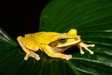 Smilisca phaeota Kolombiya, Kosta Rika, Ekvador, Honduras, Nikaragua ve Panama 'da bulunur. Doğal habitatları subtropikal veya tropikal kuru ormanlar, subtropikal veya tropikal nemli ovalardır..