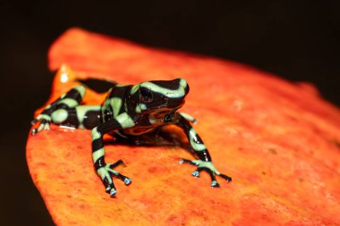 Dendrobates Auratus, Orta Amerika ve Kolombiya 'nın güneyinde yaşayan parlak renkli bir kurbağadır. Bu tür, sivrisinek sayısını azaltmak amacıyla Oahu, Hawaii 'ye de getirildi..