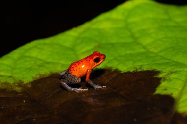 Oophaga pumilio, Orta Amerika 'da bulunan küçük zehirli ok kurbağası. Nikaragua 'nın doğusundan Kosta Rika ve Panama' nın kuzeybatısına kadar uzanan bölgede yaygındır.. 