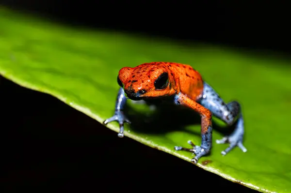 Oophaga pumilio, Orta Amerika 'da bulunan küçük zehirli ok kurbağası. Nikaragua 'nın doğusundan Kosta Rika ve Panama' nın kuzeybatısına kadar uzanan bölgede yaygındır.. 