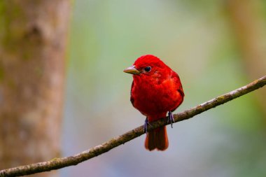 Piranga rubra, Summer Tanager, doğal ortamında kırmızı kuş. Dalda duran bir tanjant. Kosta Rika 'da kuş gözlemciliği. Doğadan vahşi yaşam sahnesi.