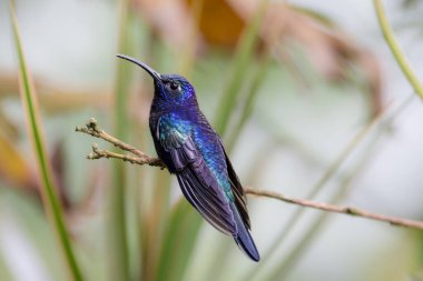 Campylopterus hemileucurus inhabits the edges and interior of humid evergreen montane forest and mature secondary forest, banana plantations, and gardens. In Costa Rica between 1,500 and 2,400 m clipart