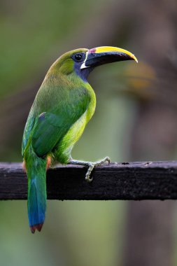 Aulacorhynchus caeruleogularis, mavi boğazlı Toucanet. Daha çok morfolojiye dayalı bir tür olarak kabul edilse de, bazı yetkililer bunu zümrüt Toucanet 'in bir alt türü olarak görmeye devam etmektedir..