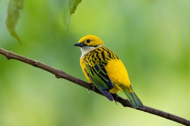 Tangara icterocephala, The silver throated tanager in the nature habitat, sitting on the branch. Birdwatching in Costa Rica. Wildlife scene from nature. clipart