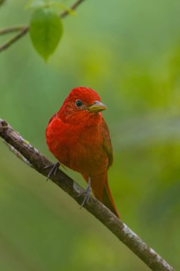 Piranga rubra, Summer Tanager, doğal ortamında kırmızı kuş. Dalda duran bir tanjant. Kosta Rika 'da kuş gözlemciliği. Doğadan vahşi yaşam sahnesi.