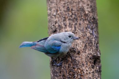 Thraupis episcopus, The blue gray tanager, blue bird in the nature habitat. Tanager sitting on the tree trunk. Birdwatching in Costa Rica. Wildlife scene from nature. clipart