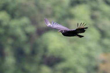Kara Akbaba Coragyps atratus, bir akbaba için nispeten küçük olmasına rağmen heybetli bir kuştur. Doğanın doğal ortamında uçmak. Kosta Rika 'da kuş gözlemciliği. Doğadan vahşi yaşam sahnesi.