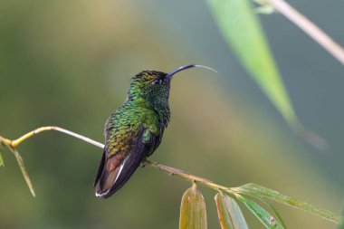 Microchera Cupreiceps, doğal yaşam alanındaki bakır başlı zümrüt, dalda oturuyor. Kosta Rika 'da kuş gözlemciliği. Doğadan vahşi yaşam sahnesi.