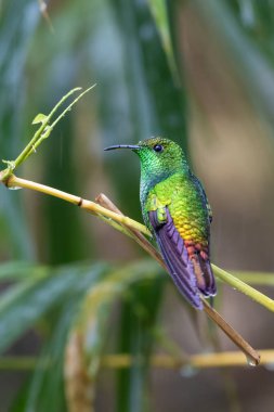 Microchera cupreiceps, The coppery-headed emerald in the nature habitat, sitting on the branch. Birdwatching in Costa Rica. Wildlife scene from nature. clipart