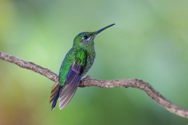 Heliodoxa jacula, doğal yaşam ortamında yeşil taçlandırılmış dahi, dalda oturuyor. Kosta Rika 'da kuş gözlemciliği. Doğadan vahşi yaşam sahnesi.