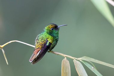Microchera Cupreiceps, doğal yaşam alanındaki bakır başlı zümrüt, dalda oturuyor. Kosta Rika 'da kuş gözlemciliği. Doğadan vahşi yaşam sahnesi.