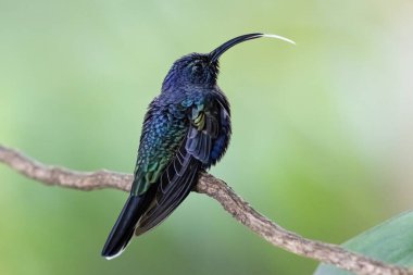 Campylopterus hemileucurus inhabits the edges and interior of humid evergreen montane forest and mature secondary forest, banana plantations, and gardens. In Costa Rica between 1,500 and 2,400 m clipart