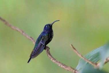 Campylopterus hemileucurus nemli yeşil Montan ormanları, olgun ikincil ormanlar, muz tarlaları ve bahçelerin iç ve dış kısımlarında yaşar. Kosta Rika 'da 1.500 ila 2.400 metre arasında.