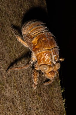 The giant cicada, Quesada gigas, nymph on a tree in the nature habitat. Night photography in Costa Rica. Wildlife scene from nature.  clipart