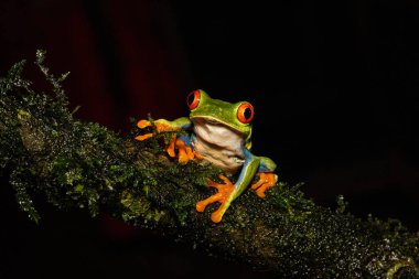 Agalychnis callidryas is native to forests. In the nature habitat, sitting on the branch. Night photography in Costa Rica. Wildlife scene from nature.  clipart