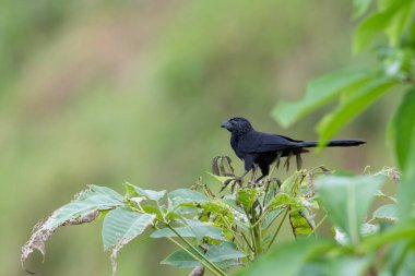 Groove gagalı ani, Crotophaga sulcirostris, doğal ortamında. Doğadan vahşi yaşam sahnesi. Kosta Rika 'da kuş izleme.