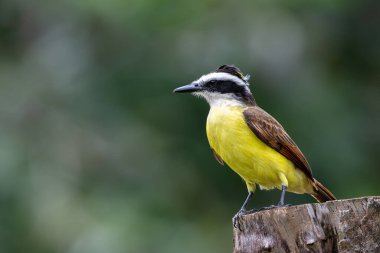 Pitangus sülfüratı, doğa habitatında, kütüğün üzerinde oturuyor. Kosta Rika 'da kuş gözlemciliği. Doğadan vahşi yaşam sahnesi. 