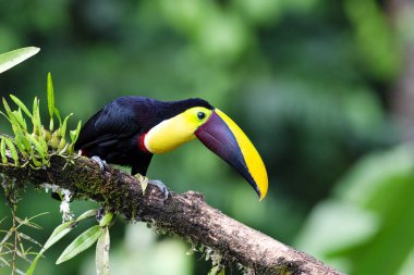 Kestane rengi çene kemikli tukan ya da Swainsons Toucan Ramphastos ambiguus swinsonii, sarı boğazlı Toucan 'ın bir alt türüdür. Doğadan vahşi yaşam sahnesi. 