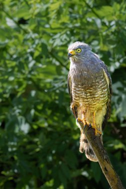 The roadside hawk Rupornis magnirostris is a relatively small bird of prey, in the nature habitat. Wildlife scene from nature. Birdwatching in Costa Rica. clipart