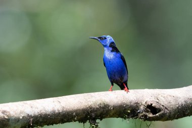 The red-legged honeycreeper Cyanerpes cyaneus is a small songbird species in the tanager family Thraupidae. Blue bird in the nature habitat. Birdwatching in Costa Rica. Wildlife scene from nature. clipart