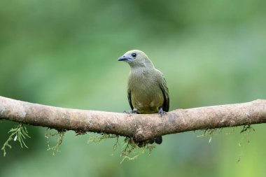 Palmiye tangası Thraupis palmarum, doğada orta büyüklükte bir kuş türüdür. Kuş dalda oturuyor. Kosta Rika 'da kuş gözlemciliği. Doğadan vahşi yaşam sahnesi.