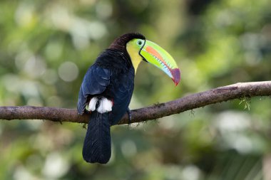 Ramphastos sulfuratus, The keel-billed toucan, known as sulfur-breasted toucan, keel toucan, or rainbow-billed toucan in the nature habitat. Birdwatching in Costa Rica. Wildlife scene from nature.  clipart