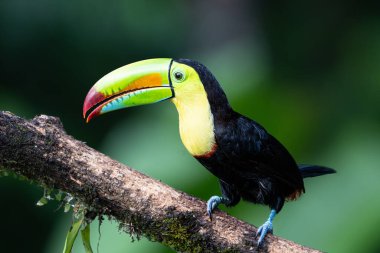 Ramphastos sulfuratus, The keel-billed toucan, known as sulfur-breasted toucan, keel toucan, or rainbow-billed toucan in the nature habitat. Birdwatching in Costa Rica. Wildlife scene from nature.  clipart