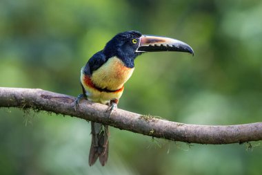 Yakalı Aracari ya da yakalı Aracari, Pteroglossus torquatus doğal yaşam alanında, dalda oturuyor. Kosta Rika 'da kuş gözlemciliği. Doğadan vahşi yaşam sahnesi. 