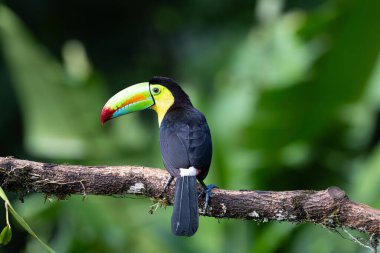 Ramphastos sulfuratus, Sülfür-gagalı Tukan olarak bilinen, kükürt-göğüslü Tukan, ya da gökkuşağı gagalı Tukan doğal ortamında. Kosta Rika 'da kuş gözlemciliği. Doğadan vahşi yaşam sahnesi. 