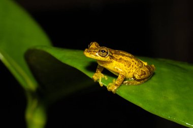 Stauffers Tree Frog, Scinax staufferi is native to forests. In the nature habitat, sitting on the leave. Night photography in Costa Rica. Wildlife scene from nature.  clipart