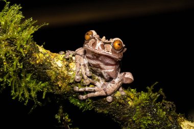 Dikenli ağaç kurbağası olarak da bilinen Triprion spinosus nadir bulunur, ormanlarda yetişir. Doğa habitatında, dalda oturuyor. Kosta Rika 'da gece fotoğrafçılığı. Doğadan vahşi yaşam sahnesi. 