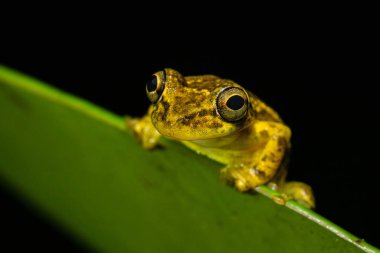 Stauffer Ağaç Kurbağası, Scinax Staufferi ormanın yerlisidir. Doğanın doğal ortamında, izinde oturuyor. Kosta Rika 'da gece fotoğrafçılığı. Doğadan vahşi yaşam sahnesi. 