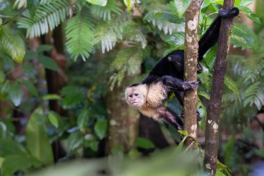 Kolombiyalı beyaz yüzlü Cebus Capucinus doğal ortamında, ağaçta oturuyor. Kosta Rika 'da hayvanlar izliyor. Doğadan vahşi yaşam sahnesi. 