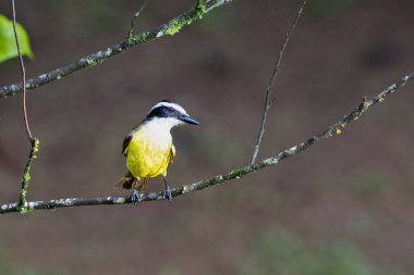 Pitangus sülfüratı doğanın doğal ortamında, dalın üzerinde oturuyor. Kosta Rika 'da kuş gözlemciliği. Doğadan vahşi yaşam sahnesi. 