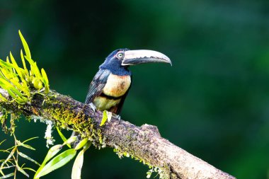 Yakalı Aracari ya da yakalı Aracari, Pteroglossus torquatus doğal yaşam alanında, dalda oturuyor. Kosta Rika 'da kuş gözlemciliği. Doğadan vahşi yaşam sahnesi. 
