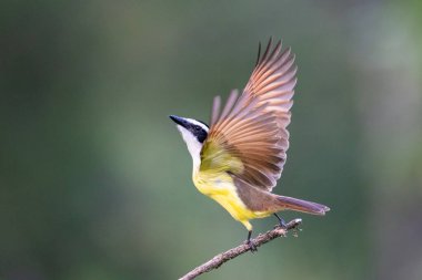 The great kiskadee Pitangus sulphuratus, called bem-te-vi, pitogue etc., in the nature habitat, taking off. Birdwatching in Costa Rica. Wildlife scene from nature.  clipart