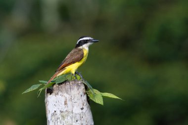 Pitangus sülfüratı, doğa habitatında, kütüğün üzerinde oturuyor. Kosta Rika 'da kuş gözlemciliği. Doğadan vahşi yaşam sahnesi. 