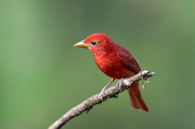 Piranga rubra, Summer Tanager, doğal ortamında kırmızı kuş. Dalda duran bir tanjant. Kosta Rika 'da kuş gözlemciliği. Doğadan vahşi yaşam sahnesi.