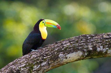 Ramphastos sulfuratus, Sülfür-gagalı Tukan olarak bilinen, kükürt-göğüslü Tukan, ya da gökkuşağı gagalı Tukan doğal ortamında. Kosta Rika 'da kuş gözlemciliği. Doğadan vahşi yaşam sahnesi. 