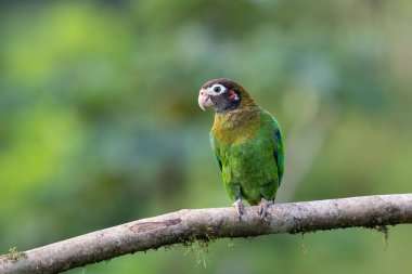 The brown-hooded parrot, Pyrilia haematotis, subfamily Arinae of the family Psittacidae, in the nature habitat. Birdwatching in Costa Rica. Wildlife scene from nature.  clipart