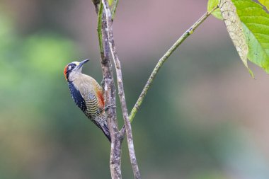 Siyah yanaklı ağaçkakan, Melanerpes bucherani, Picinae alt familyasındaki kuş, doğa habitatında. Kosta Rika 'da kuş gözlemciliği. Doğadan vahşi yaşam sahnesi. 