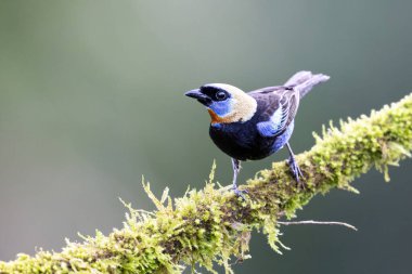 Altın kapüşonlu tangalı Stilpnia larvata orta büyüklükte bir kuş. Doğa habitatında, dalda duran bir tanjant. - Evet. Kosta Rika 'da kuş gözlemciliği. Doğadan vahşi yaşam sahnesi.