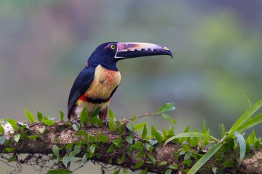 Yakalı Aracari ya da yakalı Aracari, Pteroglossus torquatus doğal yaşam alanında, dalda oturuyor. Kosta Rika 'da kuş gözlemciliği. Doğadan vahşi yaşam sahnesi. 