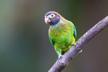 Kahverengi başlıklı papağan, Pyrilia haematotis, Psittacidae familyasından alt familya Arinae, doğal ortamdadır. Kosta Rika 'da kuş gözlemciliği. Doğadan vahşi yaşam sahnesi. 