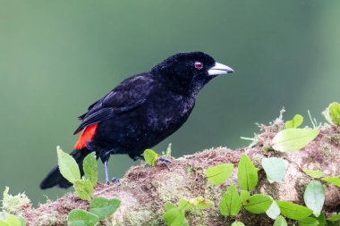 Kırmızı popolu tangacı Ramphocelus passerinii orta büyüklükte bir kuş türüdür. Burada, doğa habitatında, dalın üzerinde oturuyor. Kosta Rika 'da kuş gözlemciliği. Doğadan vahşi yaşam sahnesi. 