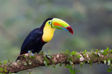 Ramphastos sulfuratus, Sülfür-gagalı Tukan olarak bilinen, kükürt-göğüslü Tukan, ya da gökkuşağı gagalı Tukan doğal ortamında. Kosta Rika 'da kuş gözlemciliği. Doğadan vahşi yaşam sahnesi. 