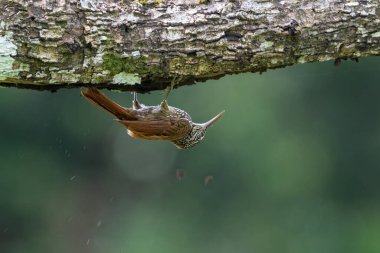 The streak-headed woodcreeper Lepidocolaptes souleyetii is a passerine bird in the subfamily Dendrocolaptinae. Bird in the nature habitat. Birdwatching in Costa Rica. Wildlife scene from nature. clipart