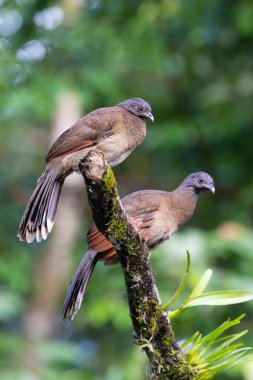 Gri başlı Chachalaca Ortalis doğal ortamında sinemalar dalın üzerinde kalıyor. Kosta Rika 'da kuş gözlemciliği. Doğadan vahşi yaşam sahnesi. 