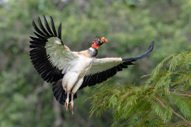 Kral akbaba Sarcoramphus büyük bir kuştur. Yeni Dünya akbaba familyasından Cathartidae familyasının bir üyesidir. Kosta Rika 'da kuş gözlemciliği. Doğadan vahşi yaşam sahnesi. 