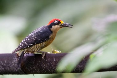 Siyah yanaklı ağaçkakan, Melanerpes bucherani, Picinae alt familyasındaki kuş, doğa habitatında. Kosta Rika 'da kuş gözlemciliği. Doğadan vahşi yaşam sahnesi. 
